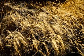 یک مزرعه گندم.